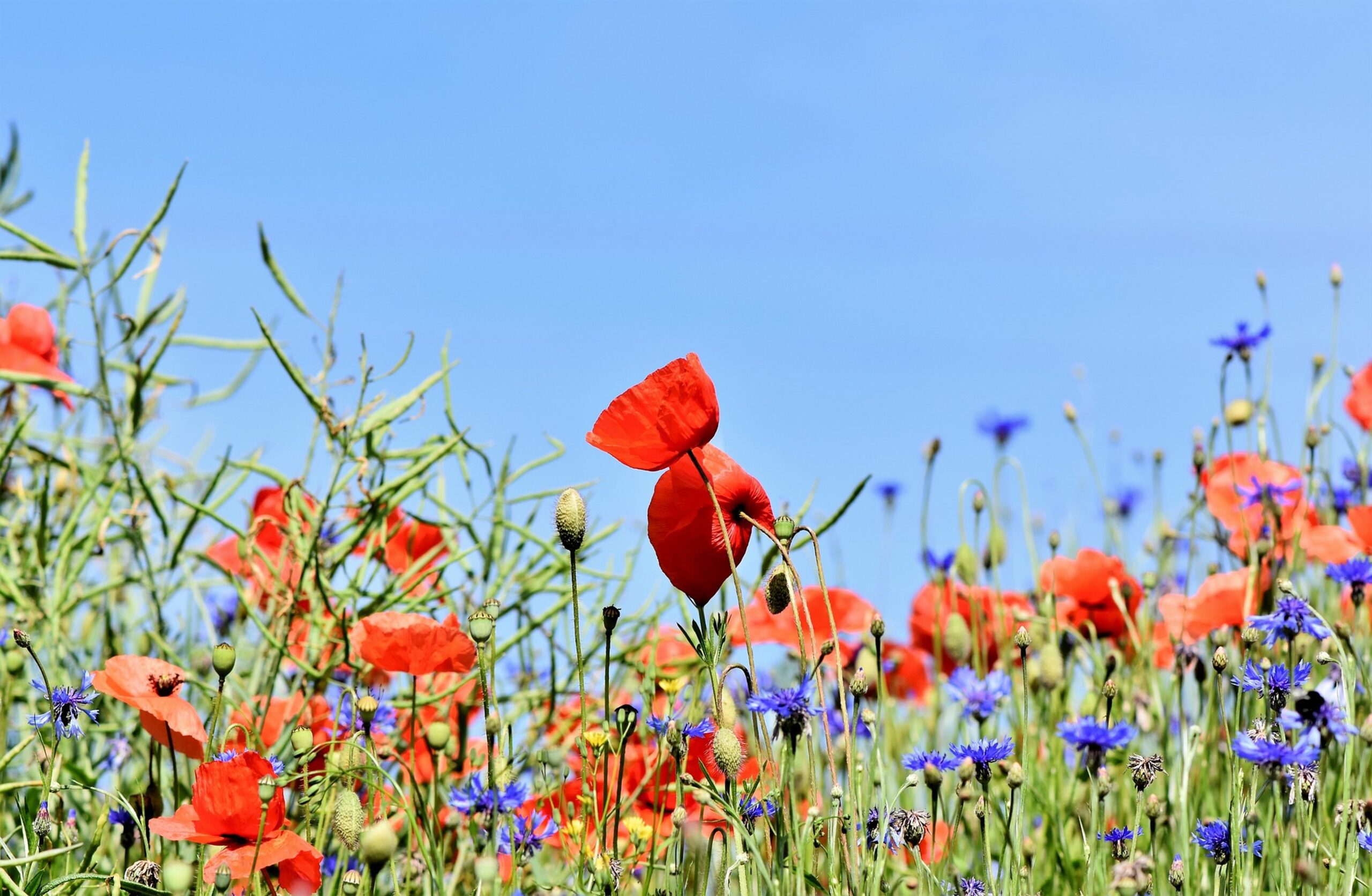 La Pousse Verte - Graines de fleurs comestibles à cuisiner en sachet