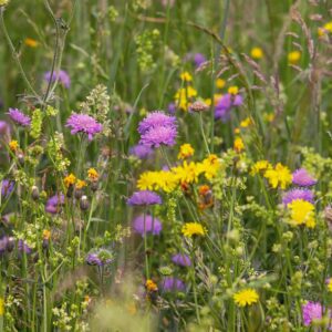 mélange fleurs mellifères