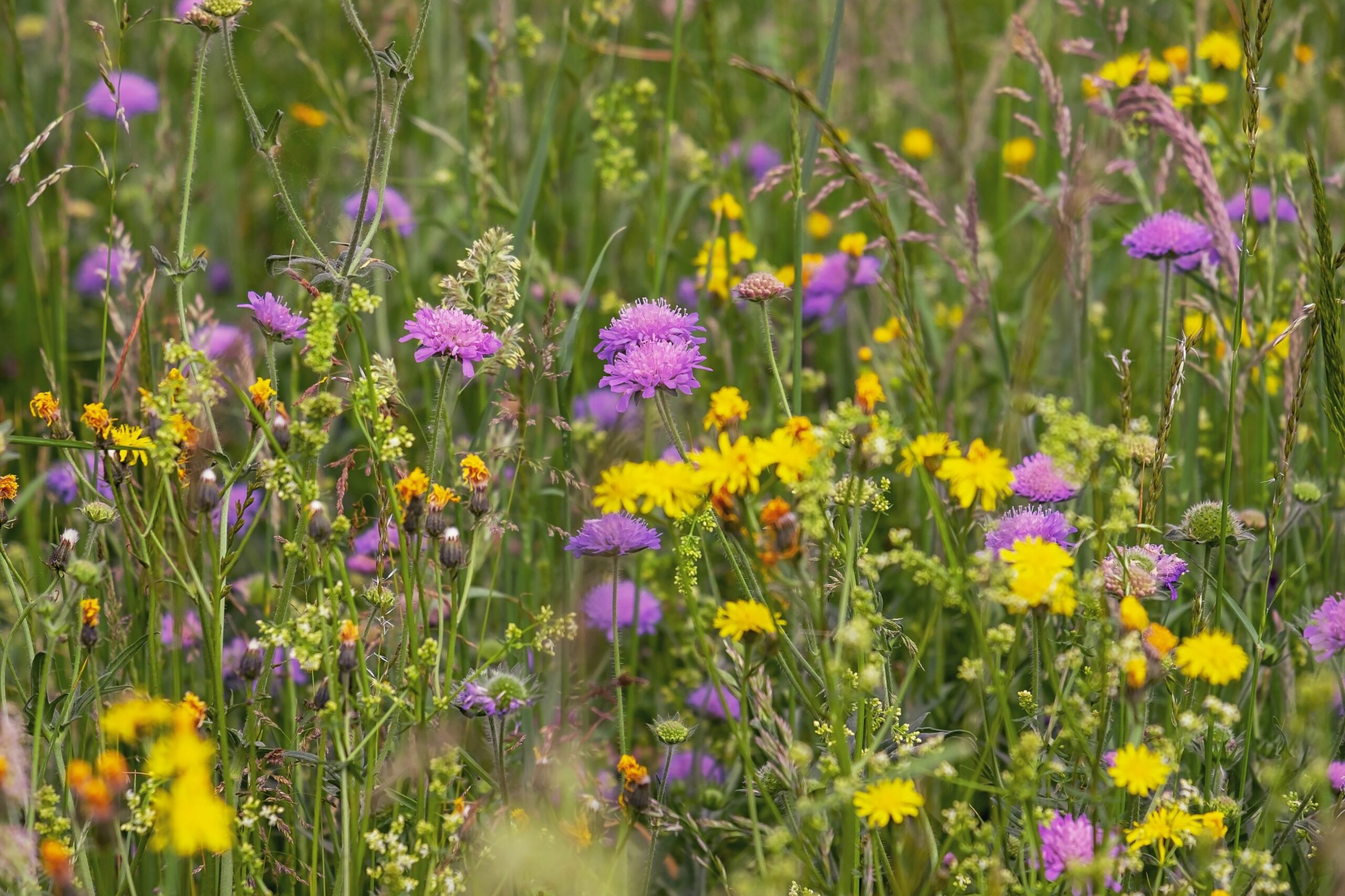 La Pousse Verte - Graines de fleurs mellifères pour les abeilles