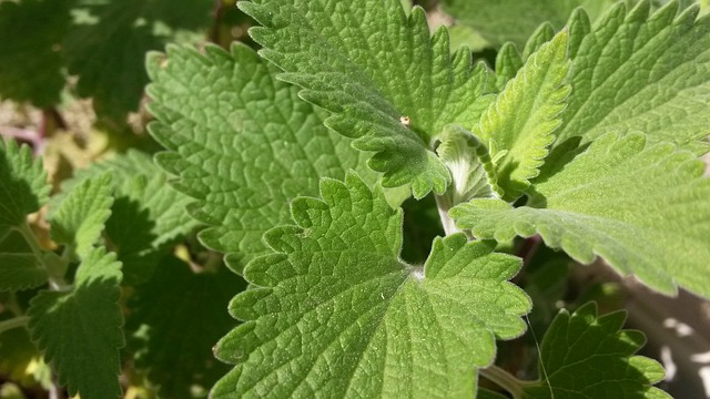 nepeta plante vivace comestible recettes