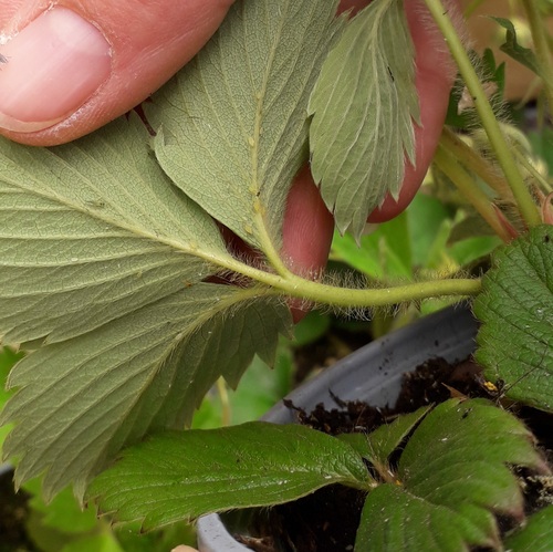 tuto jardinage traitements naturels pucerons