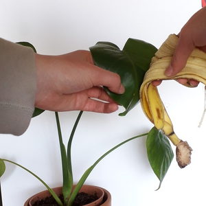 tuto jardinage traitements naturels banane plantes