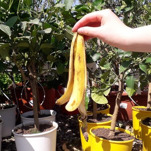 tuto jardinage traitements naturels peau banane