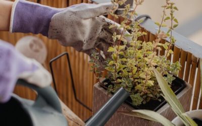 Tuto jardinage : traitements naturels pour vos plantes