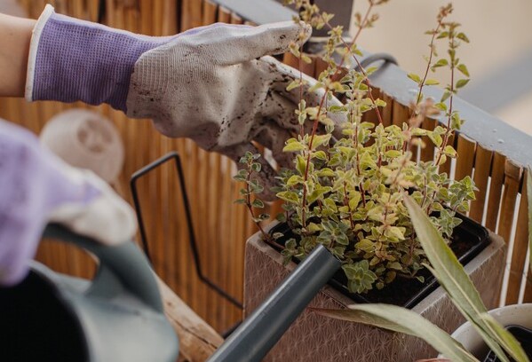 Tuto jardinage : traitements naturels pour vos plantes