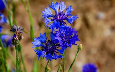 Le bleuet : conseils jardinage et semis