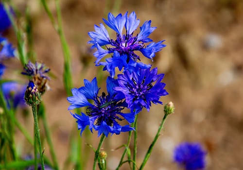 bleuet plante fleurie conseils jardinage semis