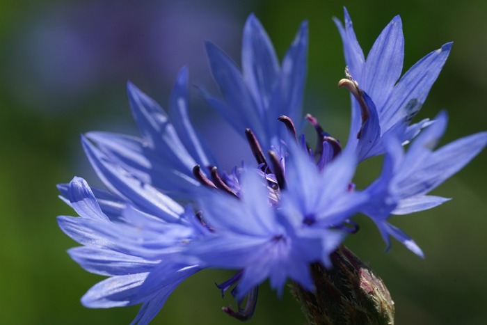 bleuet plante fleurie bleue 