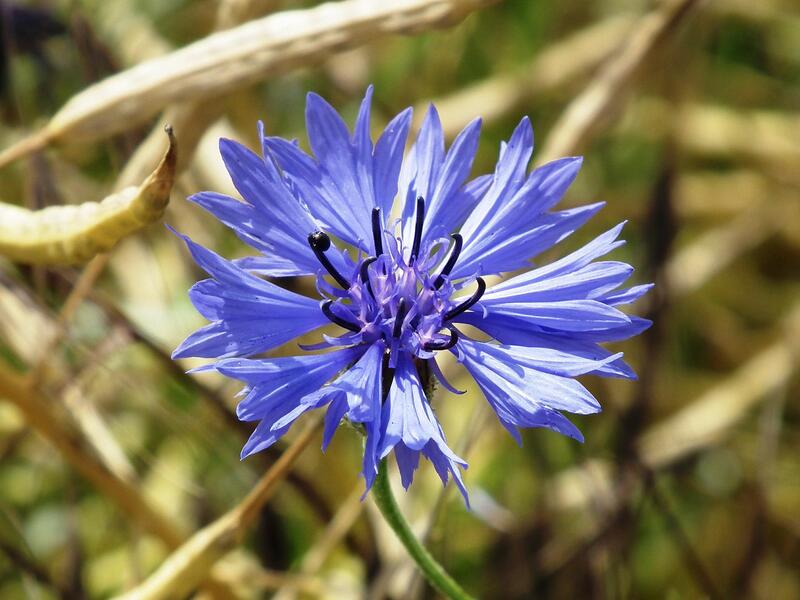 bleuet plante fleurie bleue