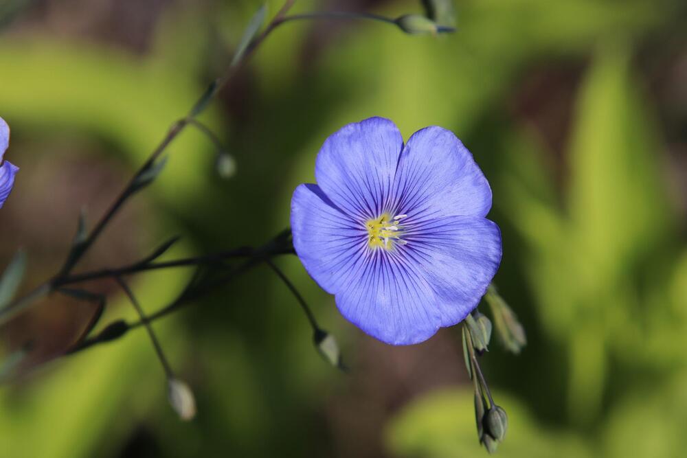 lin bleu fleur bleue entretien et conseil