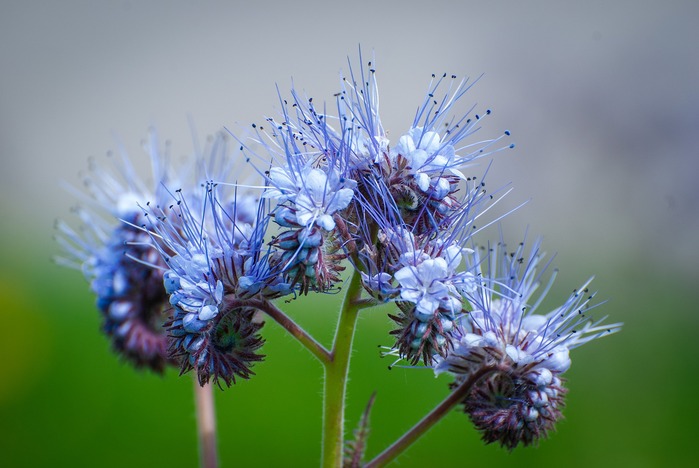 phacélie plante fleurie violette bleutée abeille
