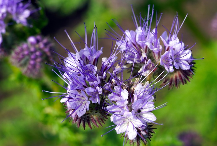 phacélie plante fleurie violette abeille