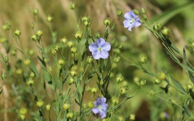 Le lin bleu : conseils jardinage et semis