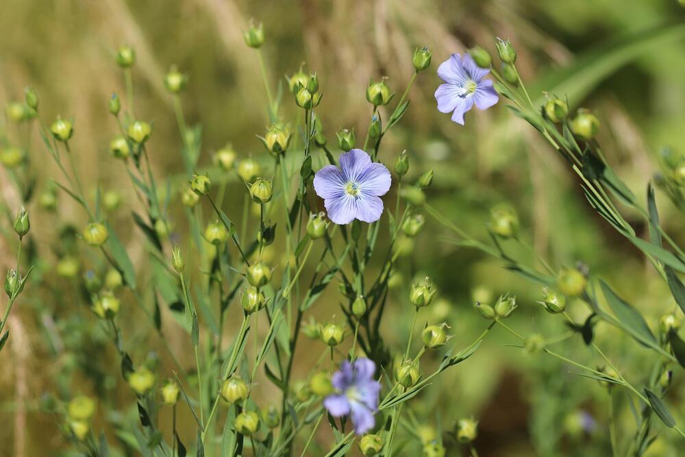 Le lin bleu : conseils jardinage et semis