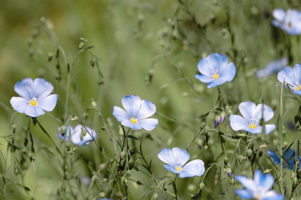 lin bleu fleur bleue entretien et conseil