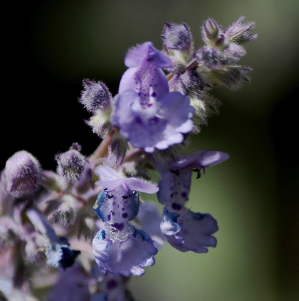 nepeta box hiver