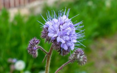 La plante du mois : la phacélie, magnifique plante fleurie