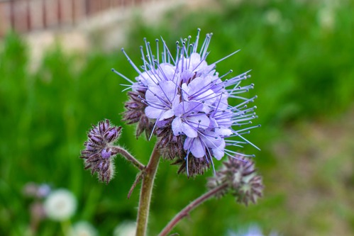 phacélie plante fleurie violette abeille