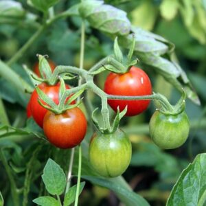 graines tomate cerise robin rouge