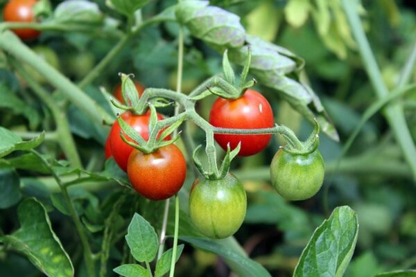 graines tomate cerise robin rouge