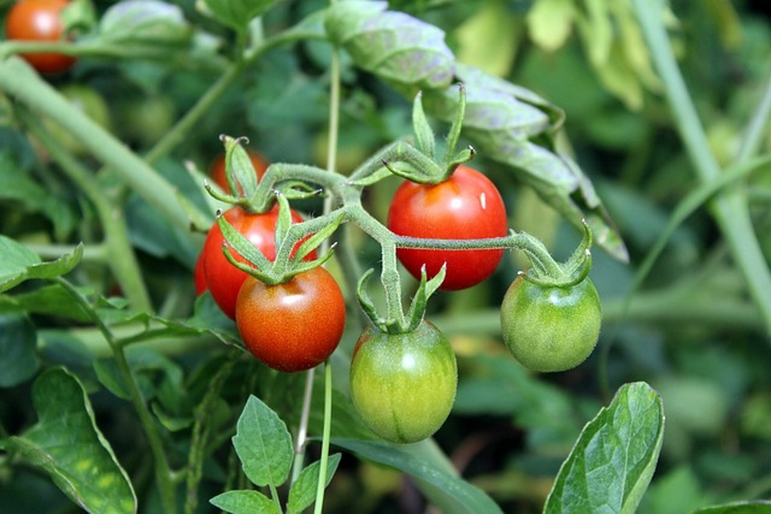 La Pousse Verte - Graines de Tomate cerise robin rouge en sachet