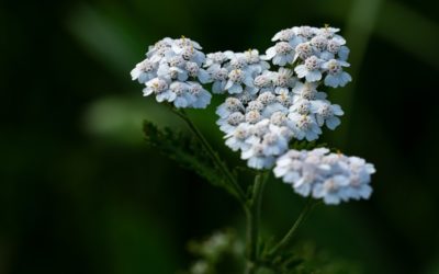 L’achillée millefeuille, conseils jardinage pour votre plante