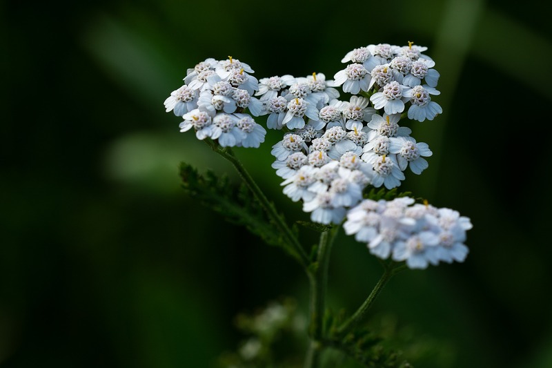 L’achillée millefeuille, conseils jardinage pour votre plante