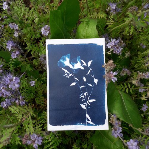 coffret un océan de fleurs bleues cyanotype