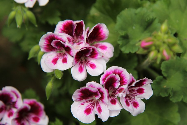 La plante du mois : le pélargonium (géranium)