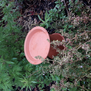 tuto arrosage plantes oillas