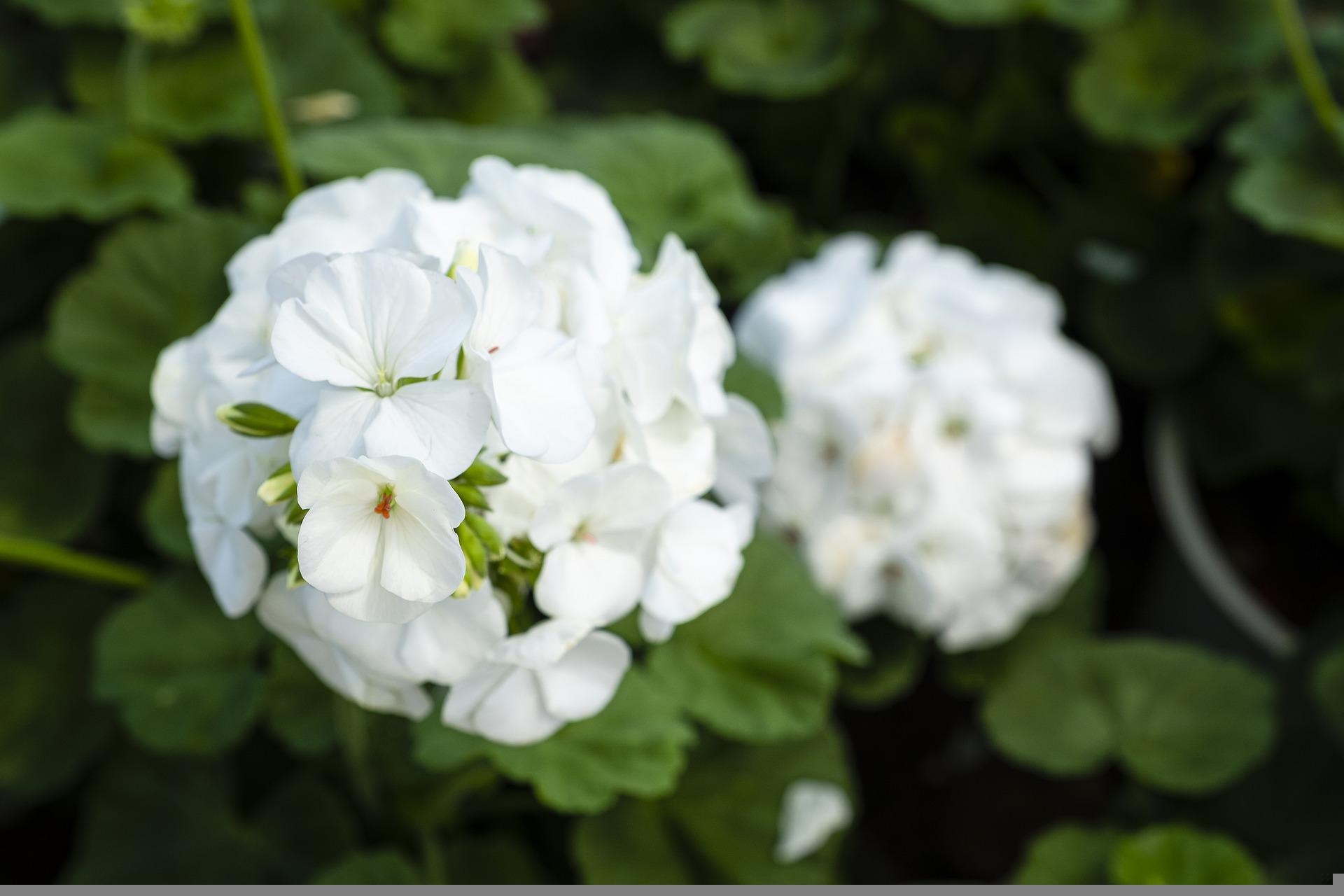 Jardinage. DIY: trois idées de suspensions avec des géraniums