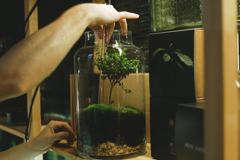 Tuto DIY : faire un terrarium