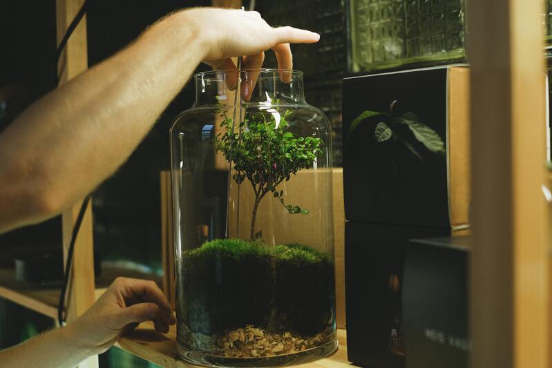 terrarium tuto plante