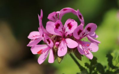 Le géranium rosat, conseils jardinage pour votre plante