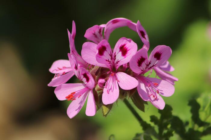 geranium rosat jardinage plante