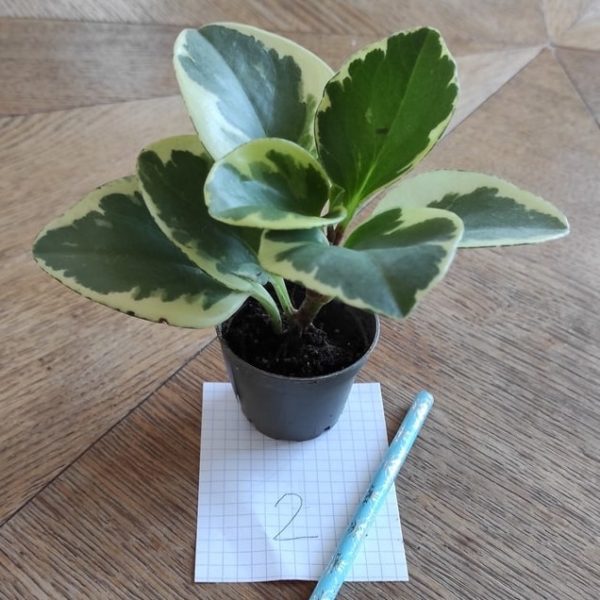 peperomia plante intérieur