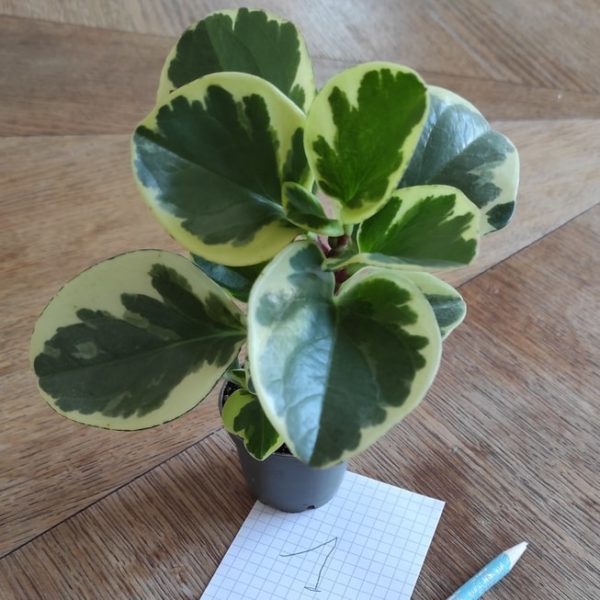 peperomia plante intérieur