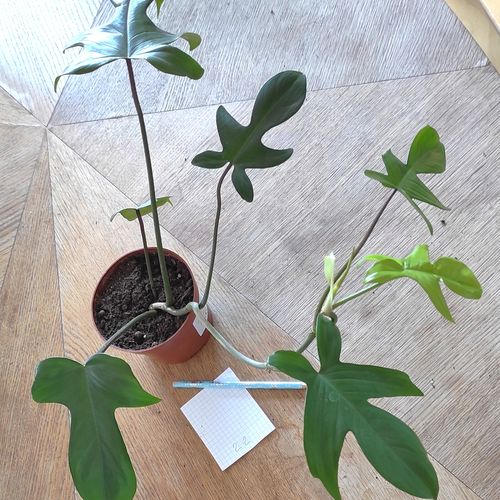 Philodendron florida green plante