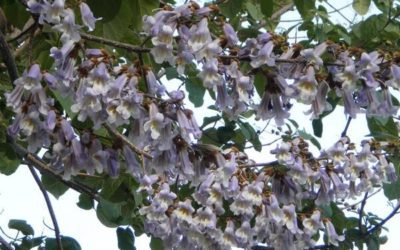 La plante du mois : le paulownia tomentosa, l’arbre impérial