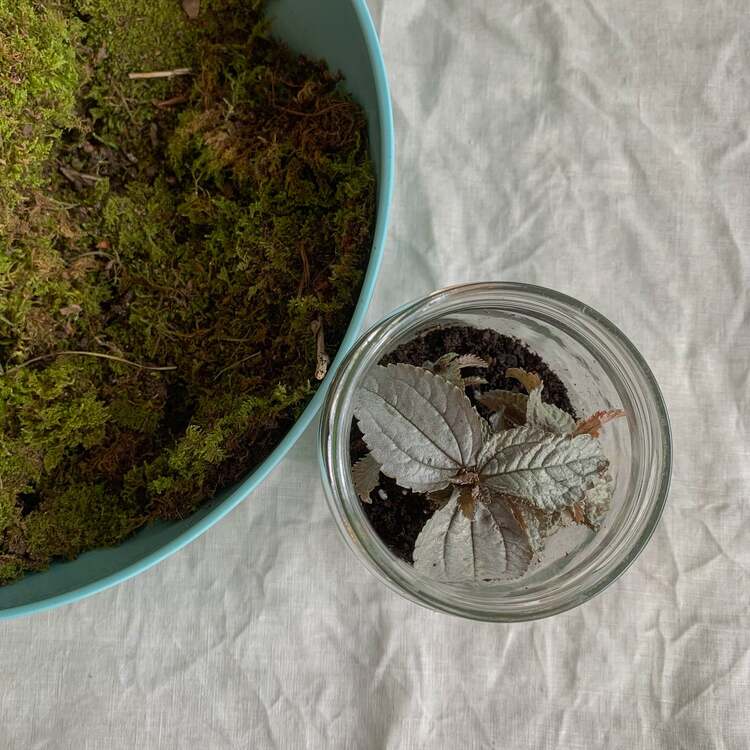 terrarium tuto