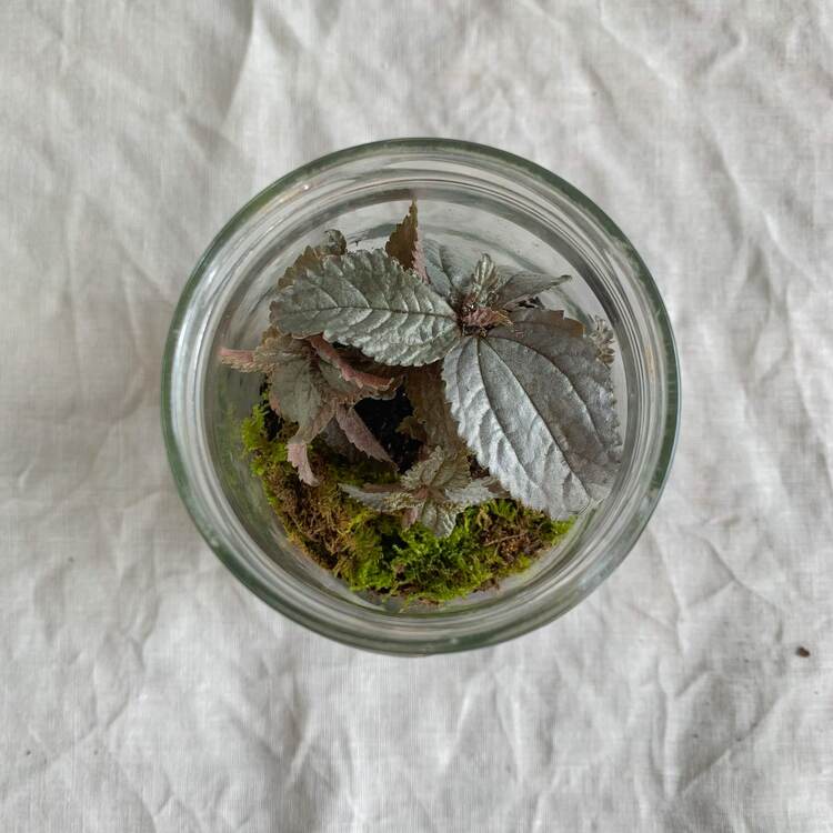 terrarium tuto