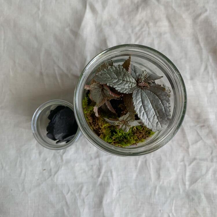 terrarium tuto