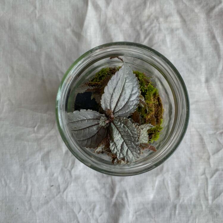 terrarium tuto