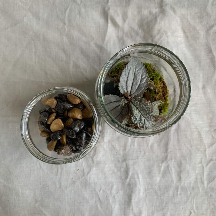 terrarium tuto