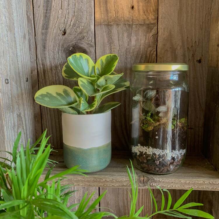 terrarium tuto