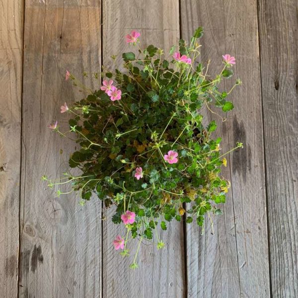 erodium plante extérieur