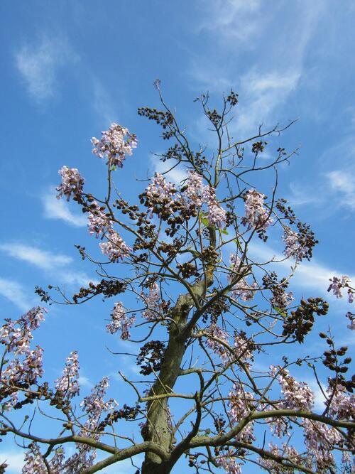 paulownia tomentosa arbre impérial plante