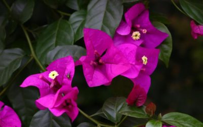 La plante du mois : le bougainvillier, bel arbuste grimpant