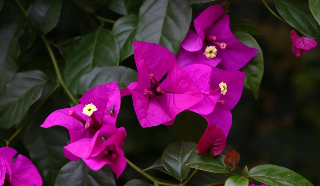 bougainvillier plante grimpante vivace