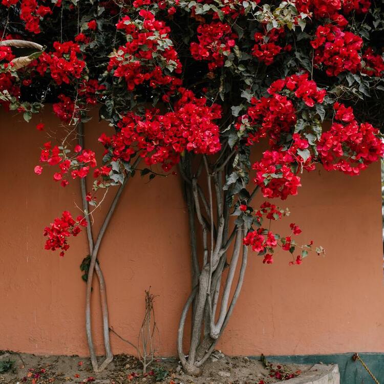 bougainvillier plante grimpante vivace